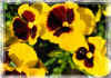 pansies.jpg (77471 bytes)