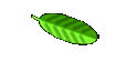 elefant.avi