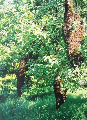 Ungewhnlich viele Bienenschwrme