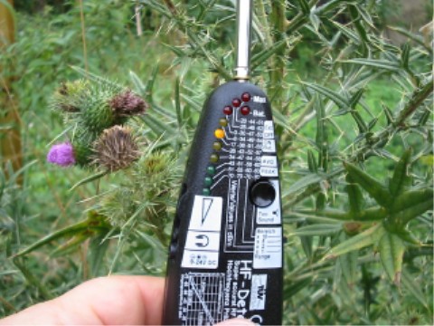 Distel wenig geschdigt