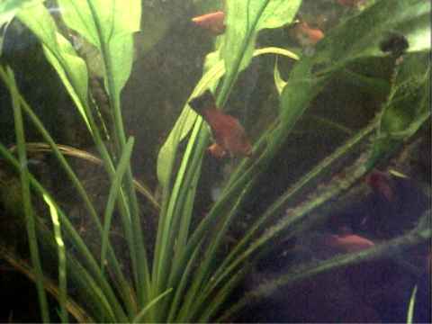 Siamesischer Zwilling-Platy