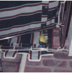 wpparty24.jpg (14582 bytes)