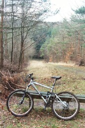 Not quite Spring in the woods