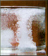 wpe5.jpg (8345 bytes)