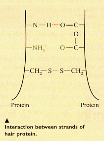 hair1.gif (45426 bytes)