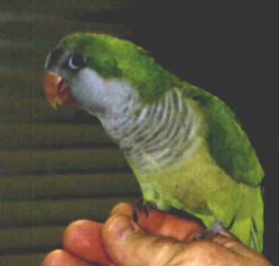 wpe2.jpg (11329 bytes)