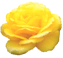 yellowrose