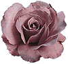 [Rose]