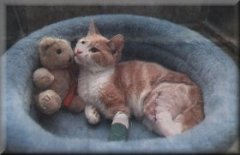 Murry The Wonder Kitty