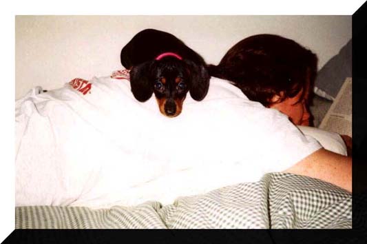 Vevet.jpg (49675 bytes)