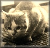 jerry.gif (13667 bytes)