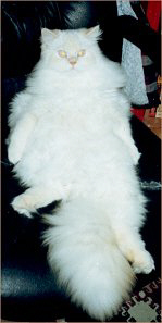 kot.jpg (10777 bytes)