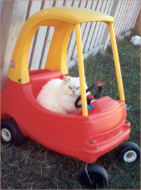 kotcar.jpg (15386 bytes)