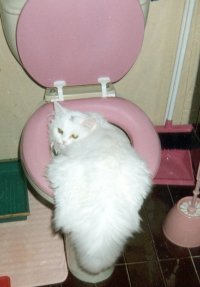 Teddy.jpg (10546 bytes)