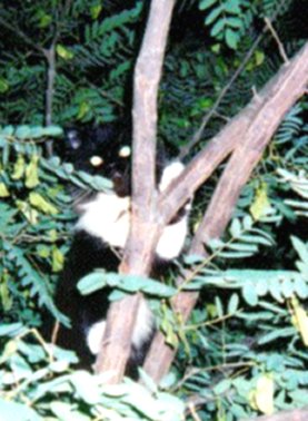 ritchi.jpg (62481 bytes)