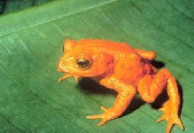 Poisionous Tree Frog