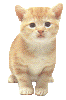 cat01.gif (8196 bytes)