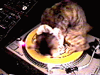 Kitty is spinnin!