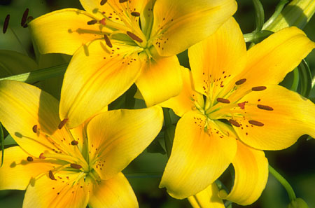 PH01196J3.JPG (47189 bytes)