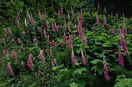 PH01217J.JPG (80398 bytes)