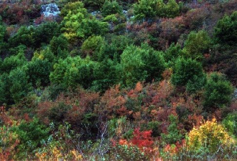  A Picture of the forest near Bishop's Falls