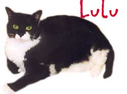 Lulu