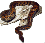 snake