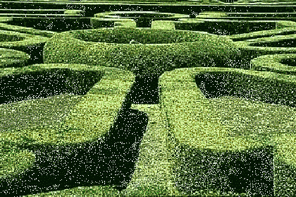 hedge maze