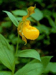 ayellow lady's slipper