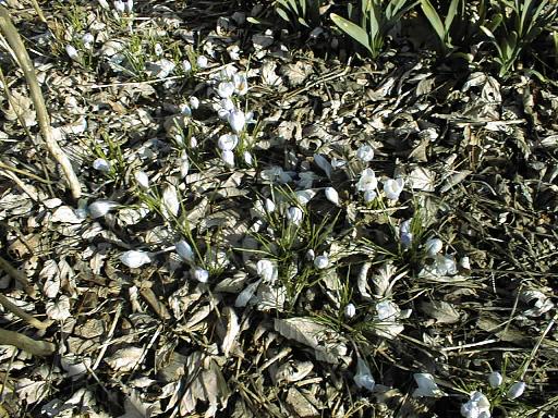 My Crocuses