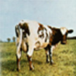 Atom Heart Mother