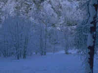 The Always-Winter Garden