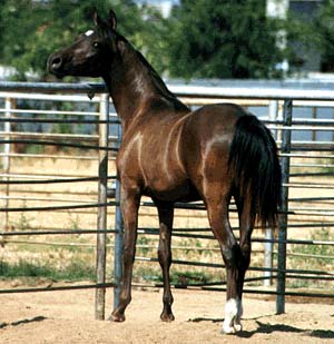 48165.jpg (32533 bytes)