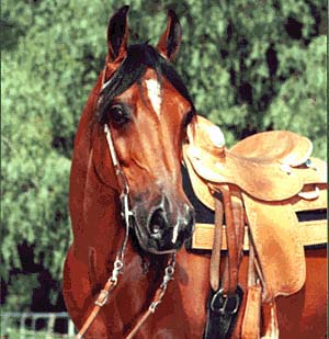 48894.jpg (31762 bytes)