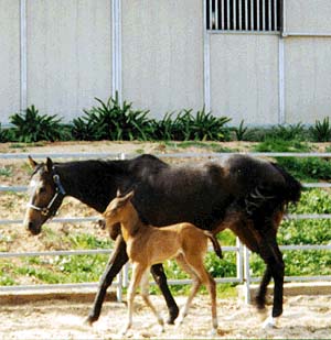 49754.jpg (29496 bytes)