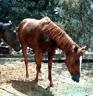 49798.jpg (36932 bytes)