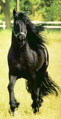 fresian.gif (64644 bytes)