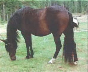 grazing.gif (63262 bytes)