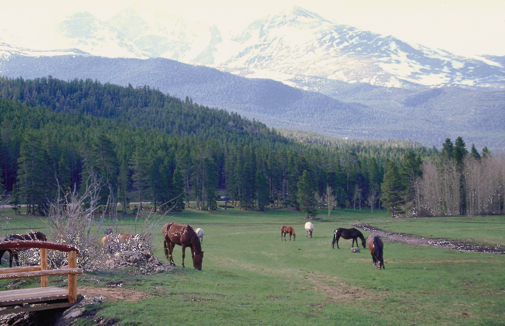 ranch.gif (345779 bytes)