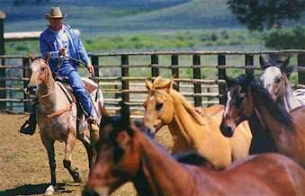 roundup.jpg (14078 bytes)