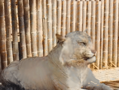 stripecat2.gif (118736 bytes)