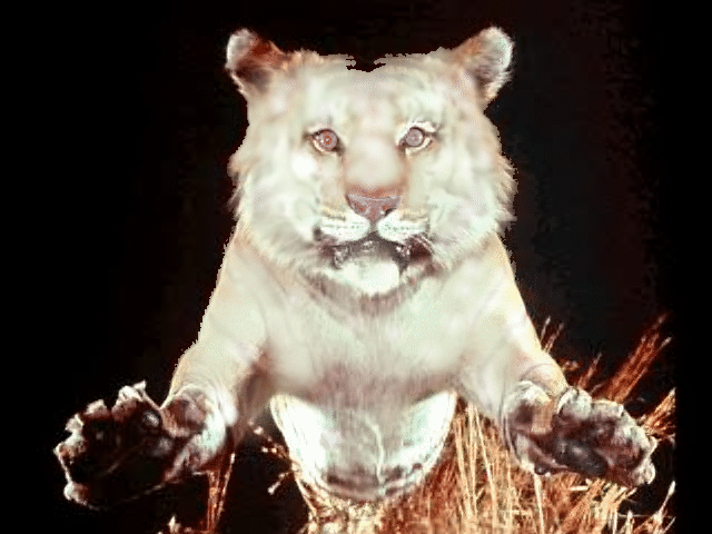 stripecat3.gif (190271 bytes)