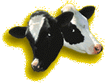 cowsgold.GIF (5370 bytes)