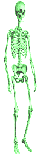 skeleton