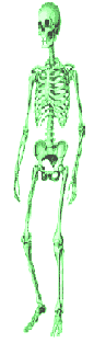 skeleton