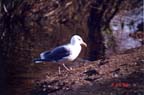 seagull closeup