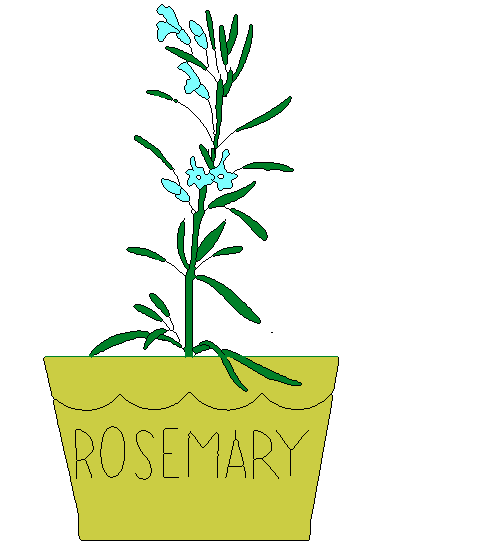 Rose marry pot