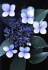 Blue Hydrangea