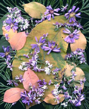 Fall Daisies