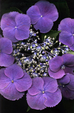 Auntie Bev's Hydrangea